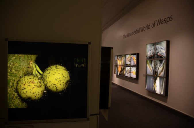 Wasp_exhibition__DSC3436
